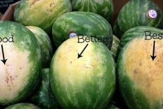 Como escolher uma melancia: 5 dicas para você nunca mais comprar melancias aguadas!