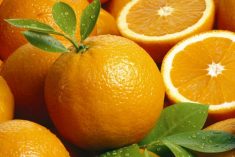 A laranja ajuda a reduzir a gordura na feijoada ou no cozido à portuguesa, saiba como: