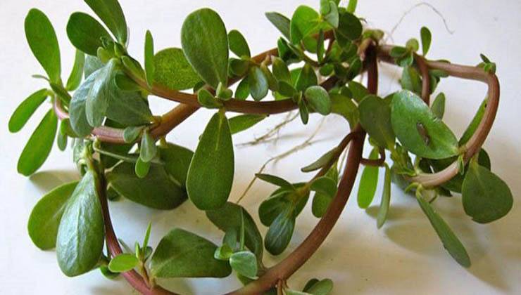 Cientistas descobrem que esta planta comum que muitos ignoram é um super-alimento!